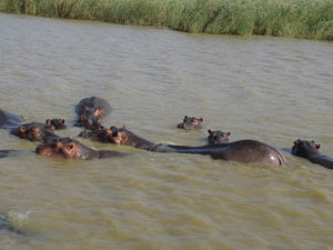 Afrique du Sud 2019 2019-07-24 - Safari hippopotames Sainte Lucia (11)