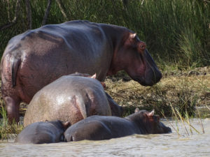 Afrique du Sud 2019 2019-07-24 - Safari hippopotames Sainte Lucia (17)