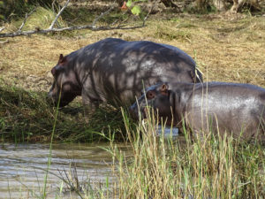 Afrique du Sud 2019 2019-07-24 - Safari hippopotames Sainte Lucia (22)