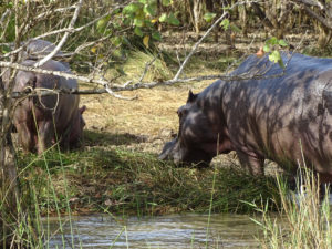 Afrique du Sud 2019 2019-07-24 - Safari hippopotames Sainte Lucia (25)