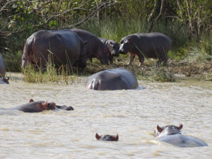 Afrique du Sud 2019 2019-07-24 - Safari hippopotames Sainte Lucia (29)