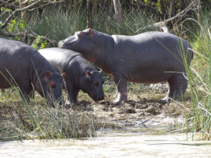 Afrique du Sud 2019 2019-07-24 - Safari hippopotames Sainte Lucia (31)