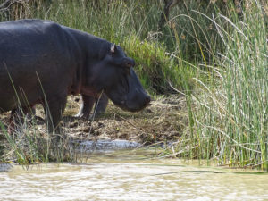 Afrique du Sud 2019 2019-07-24 - Safari hippopotames Sainte Lucia (32)