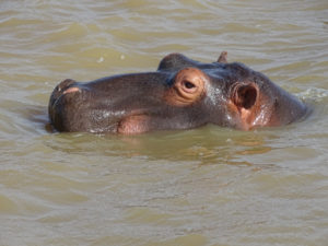 Afrique du Sud 2019 2019-07-24 - Safari hippopotames Sainte Lucia (8)