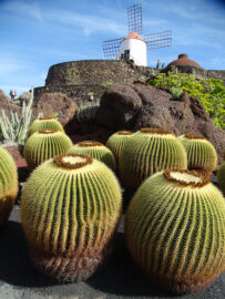 Jour-2---Cactus-et-Famara-(35)